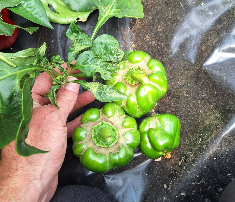 Browning on the tops of pepper fruit.